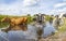 Cows cooling down, going to swim, taking a bath and standing in a creek, reflection in the water, bathing in a ditch