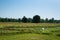 Cows in cornfield