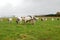 Cows in a country field pasture. Animals, rural and farm photography