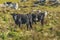 Cows at Countryside, Maldonado, Uruguay