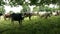 Cows at the countryside of Normandy, France