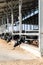 Cows in the cowshed