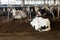 Cows in cowshed at farm, back view