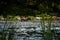 Cows cross the river cows drink water from the river graze in the summer