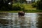 Cows cross the river cows drink water from the river graze in the summer