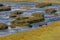 Cows cross the river. Mountain Altai, Mongolia