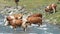 Cows crossing an alpine river during transhumance towards mountain pastures