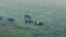 Cows Crossing Hillside In Heavy Rain