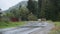 Cows Crossing Mountain Road in the Rain. Cows Graze Along Road at Countryside