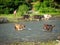 Cows crossing river countryside farmer.Cows crossing the river in the countryside on a background of green trees and man farmer