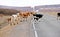 Cows crossing road