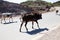 Cows crossing the road