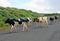 Cows Crossing The Road