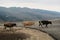 Cows crossing the road