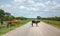 Cows crossing the road in Botswana