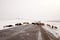 Cows crossing road Mongolia