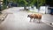 Cows crossing a street