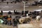 cows crowded in a muddy feedlot