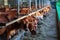 cows dairy breed of Jersey eating hay fodder in cowshed farm somewhere in central Ukraine, agriculture industry, farming and