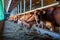 cows dairy breed of Jersey eating hay fodder in cowshed farm somewhere in central Ukraine, agriculture industry, farming and