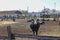 Cows dairy farm outdoors. Cows graze and rest in the paddock. A bull in the foreground is looking at the camera