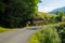 Cows dammed the mountain road at Swiss mountains