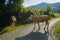 Cows dammed the mountain road at Swiss mountains