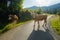 Cows dammed the mountain road at Swiss mountains