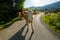 Cows dammed the mountain road at Swiss mountains