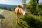 Cows dammed the mountain road at Swiss mountains