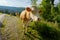 Cows dammed the mountain road at Swiss mountains