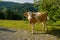 Cows dammed the mountain road at Swiss mountains