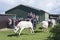 Cows dance and run into meadow on their first day outside the barn in spring on sunny day near Utrecht in the netherlands