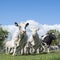 Cows dance and run into meadow on their first day outside the barn in spring on sunny day near Utrecht in the netherlands