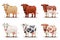 Cows of different colors on white background