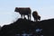 Cows on Dirt-Manure Mound