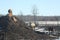 Cows on Dirt-Manure Mound