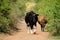 Cows on dirt road