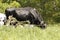 Cows in distant field,close up cow grazing