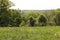 Cows in distant field, cow grazing