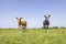 Cows diversity, black and red spotted on white, two grazing in a grass green pasture, blue sky, horizon over land