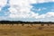 Cows in a dried field