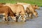 Cows drinking water