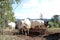 Cows drinking water Blonde Aquitaine