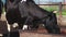 Cows drinking water on dairy farm. Cows breeding at old milk farm. Close up milk cow drink water. from a rusty trough