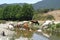 Cows drinking water on river Rizzanese at Sartene