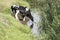 Cows drinking water from trench