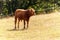 Cows on a dry pasture. Dry meadow. Hot summer. Waiting for the rain.