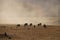 Cows in the dust at Karakol valley in Russia.