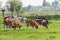 Cows in Dutch country landscape in spring